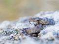 Europäische Hornotter / Horned Viper / Vipera ammodytes