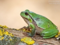Europäischer Laubfrosch / European Tree Frog / Hyla arborea