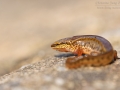 Fadenmolch / Palmate Newt / Lissotriton helveticus