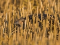 Fasan, Common Pheasant, Phasianus colchicus