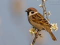 Feldsperling, Eurasian Tree Sparrow, Passer montanus