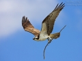 Fischadler, Osprey, Pandion haliaetus, Balbuzard pêcheur, Águila Pescadora