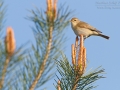 Fitis, Willow Warbler, Phylloscopus trochilus, Pouillot fitis, Mosquitero Musical
