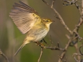 Fitis, Willow Warbler, Phylloscopus trochilus, Pouillot fitis, Mosquitero Musical