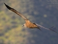 Gänsegeier, Eurasian Griffon Vulture, Griffon Vulture, Eurasian Griffon, Gyps fulvus, Vautour fauve, Buitre Leonado