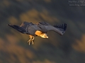 Gänsegeier, Eurasian Griffon Vulture, Griffon Vulture, Eurasian Griffon, Gyps fulvus, Vautour fauve, Buitre Leonado