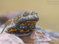 Gelbbauchunke / Yellow-Bellied Toad / Bombina variegata