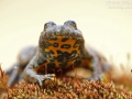 Gelbbauchunke / Yellow-Bellied Toad / Bombina variegata