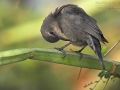 Glanznektarvogel, Shining Sunbird, Nectarinia habessinica