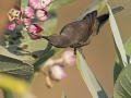 Glanznektarvogel, Shining Sunbird, Nectarinia habessinica