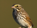 Grasammer, Savannah Sparrow, Passerculus sandwichensis, Bruant des prés, Chingolo Sabanero