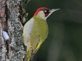 Grünspecht, Eurasian Green Woodpecker, Picus viridis