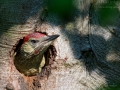 Grünspecht, Eurasian Green Woodpecker, Picus viridis