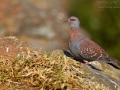Guineataube, Speckled Pigeon, Columba guinea
