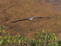 Habichtsadler, Bonelli's Eagle, Hieraaetus fasciatus, Aigle de Bonelli, Águila-azor Perdicera