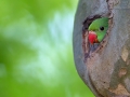 Halsbandsittich, Rose-ringed Parakeet, Psittacula krameri