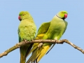 Halsbandsittich, Rose-ringed Parakeet, Psittacula krameri