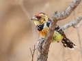Haubenbartvogel, Levaillant's Barbet, Crested Barbet, Trachyphonus vaillantii