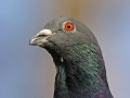 Haustaube, Straßentaube, Domestic Pigeon, Columba livia f. domestica