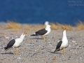 Heringsmöwe, Lesser Black-backed Gull, Larus fuscus, Goéland brun, Gaviota Sombría