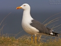 Heringsmöwe, Lesser Black-backed Gull, Larus fuscus, Goéland brun, Gaviota Sombría