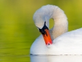 Höckerschwan, Mute Swan, Cygnus olor