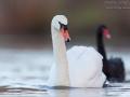 Höckerschwan, Mute Swan, Cygnus olor