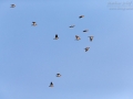 Hohltaube, Stock Dove, Columba oenas