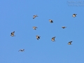 Hohltaube, Stock Dove, Stock Pigeon, Columba oenas, Pigeon colombin, Paloma Zurita