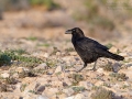 Kolkrabe, Kanarischer Kolkrabe, Canary Islands Raven, Raven, Corvus corax tingitanus, Grand Corbeau, Cuervo Común, Cuervo