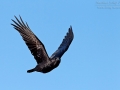 Kolkrabe, Kanarischer Kolkrabe, Canary Islands Raven, Raven, Corvus corax tingitanus, Grand Corbeau, Cuervo Común, Cuervo