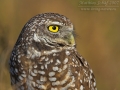 Kaninchenkauz, Burrowing Owl, Athene cunicularia, Speotyto cunicularia
