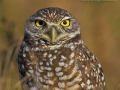Kaninchenkauz, Burrowing Owl, Athene cunicularia, Speotyto cunicularia