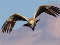Kapgeier, Cape Vulture, Cape Griffon, Gyps coprotheres
