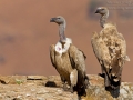 Kapgeier, Cape Vulture, Cape Griffon, Gyps coprotheres