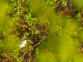Klappergrasmücke, Lesser Whitethroat, Sylvia curruca