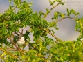 Klappergrasmücke, Lesser Whitethroat, Sylvia curruca