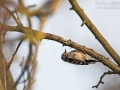 Kleinspecht, Lesser Spotted Woodpecker, Dendrocopos minor, Picoides minor, Pic épeichette, Pico Menor