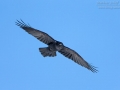 Kolkrabe, Northern Raven, Corvus corax