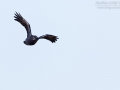 Kolkrabe, Northern Raven, Corvus corax