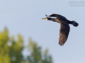 Kormoran, Great Cormorant, Phalacrocorax carbo