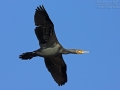 Kormoran, Great Cormorant, Phalacrocorax carbo