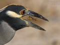 Krabbenreiher, Yellow-crowned Night Heron,  Yellow-crowned Night-Heron, Nycticorax violaceus, Nyctanassa violacea