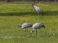 Kranich, Common Crane, Crane, Grus grus, Grue cendrée, Grulla Común