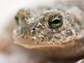 Kreuzkröte / Natterjack Toad / Bufo calamita
