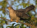 Kuckuck, Eurasian Cuckoo, Cuckoo, Common Cuckoo, Cuculus canorus, Coucou gris, Cuco Europeo, Cuco Común