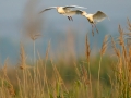 Kuhreiher, Cattle Egret, Bubulcus ibis, Héron garde-bœufs, Garcilla Bueyera