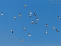 Lachmöwe, Black-headed Gull, Common Black-headed Gull, Larus ridibundus, Mouette rieuse, Gaviota Reidora