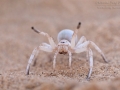 Carparachne aureoflava / Dancing White Lady Spider
