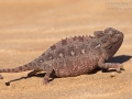 Wüstenchamäleon / Desert Chameleon / Chamaeleo namaquensis